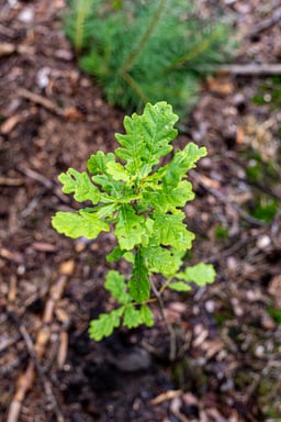 Einpflanzung_Plant Tree