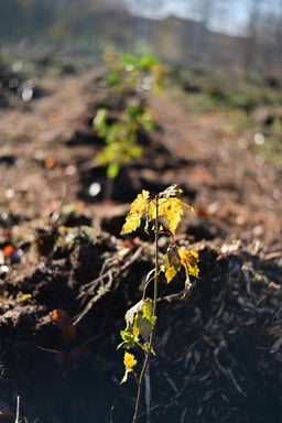 Baumreihe_Planet Tree